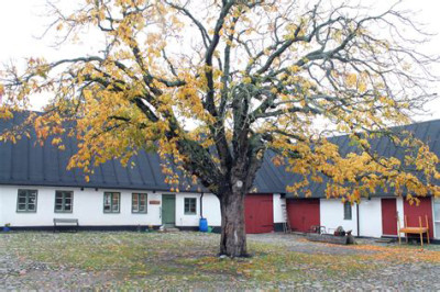 Innergården till Kvarndala gård. Numera utan det vackra trädet som blivit en fara genom sin bräcklighet.